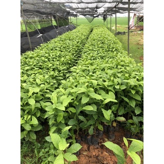 GIỐNG Cây Dổi LẤY HẠT (Dổi cấy mô)