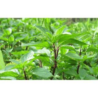 Hạt Giống Rau Húng Quế 2g