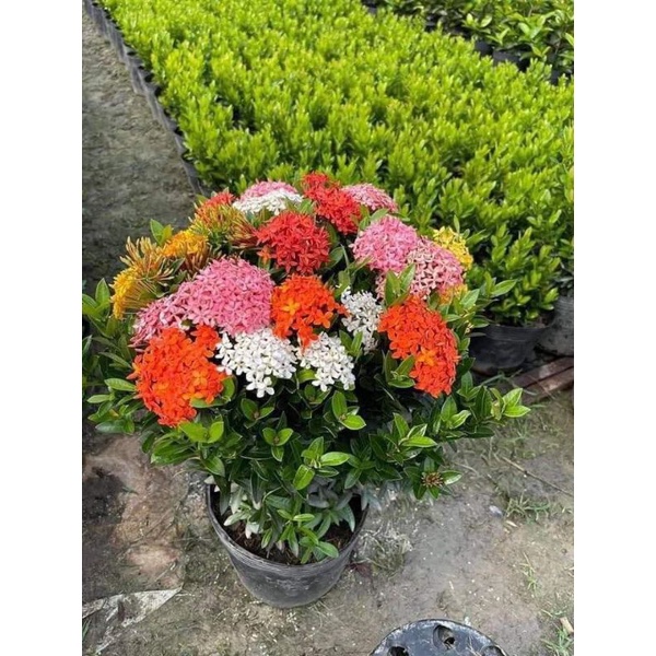 Cây hoa mẫu đơn ngũ sắc
