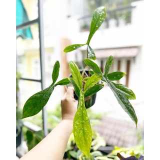 Trầu Bà Philodendron 69686