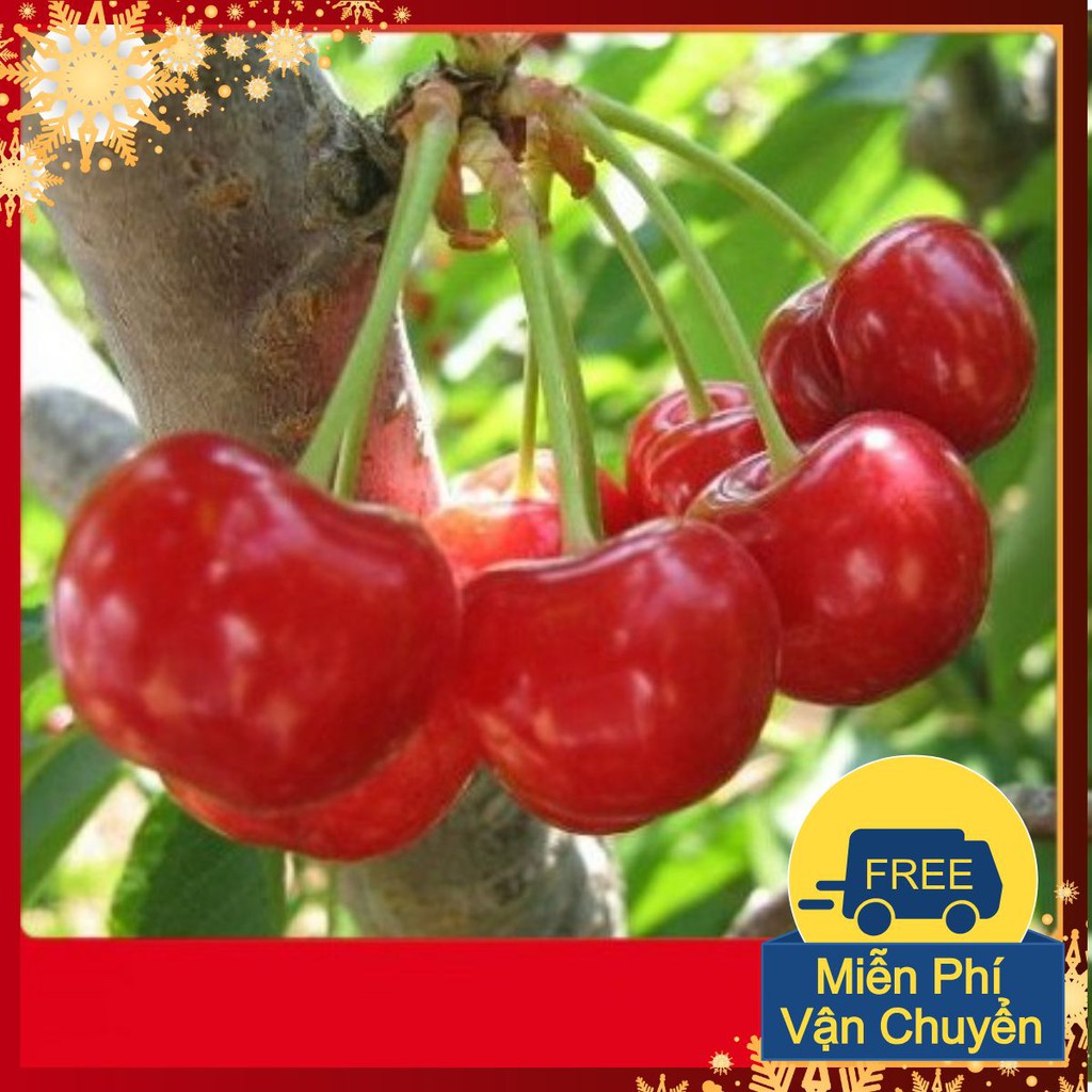 Hạt Giống Quả Anh Đào Cherry Mỹ