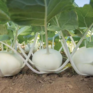 [Hạt giống Mỹ] Hạt giống su hào trắng Mỹ - tỷ lệ nảy mầm 95%