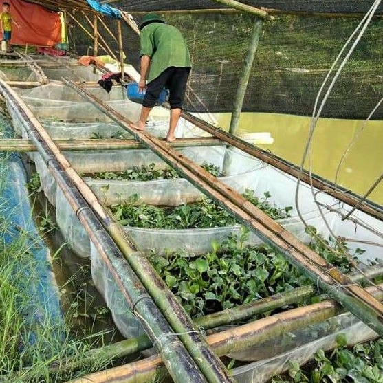 Tráng ,lồng , vèo nuôi ốc nhồi - loại mới nở đến hạt lạc