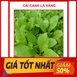 Hạt giống cải canh lá vàng 20gr ~4000 hạt