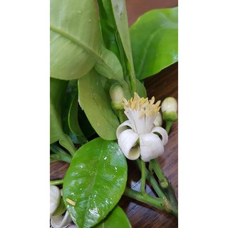 TINH DẦU HOA BƯỞI HÀ NA