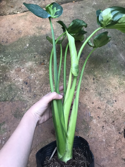 Môn tai phật var - Alocasia Cucullata Varigated