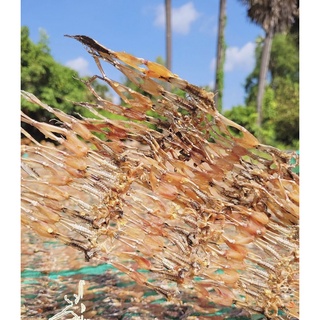 Khô Nhái loại 1 ( Đặc sản an giang)