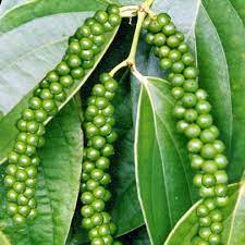 Chậu cây tiêu xanh, giao cây trưởng thành đang cho trái