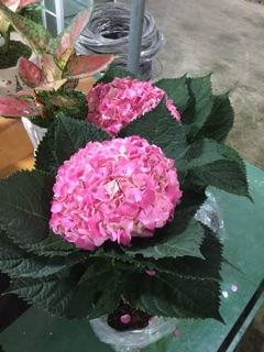 Cẩm tú cầu hoa hồng