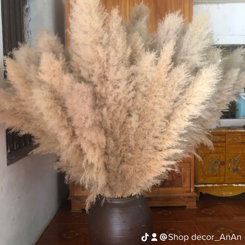 Combo 15 bông lau loại to trang trí decor chụp ảnh,trang trí shop trang tri quán cafe trang trí tiệc cưới sự kiên