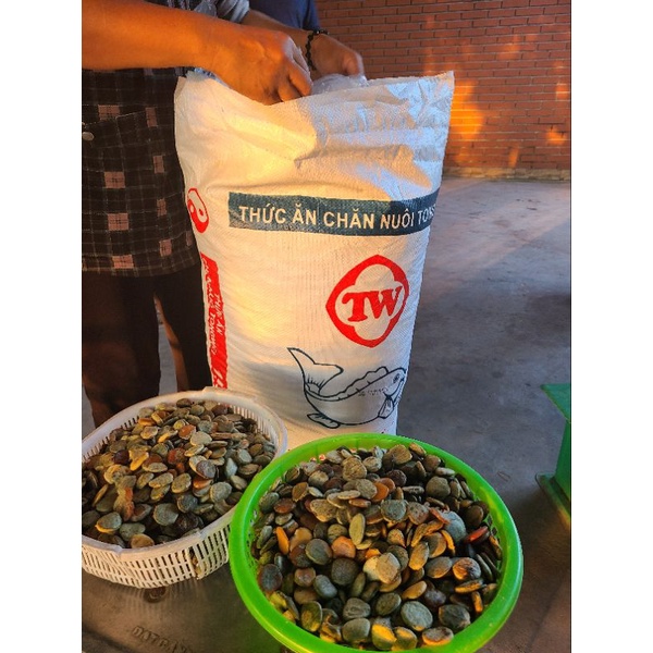 Nhân Hạt Gấc Rang Giã (1kg cam kết chất lượng)