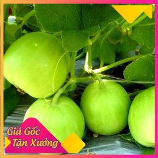 Hạt giống dưa lê siêu trái, siêu ngọt