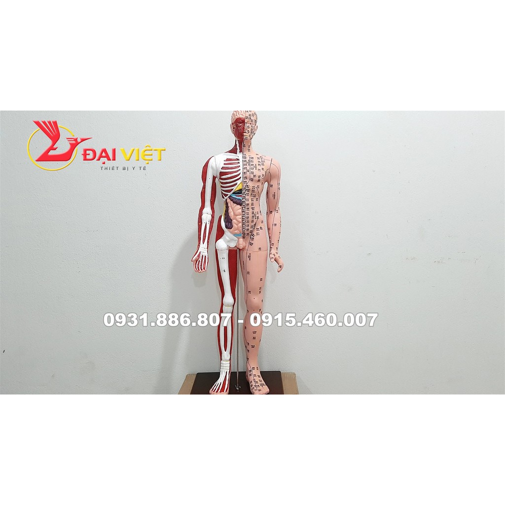 Mô hình huyệt vị cơ thể người kèm giải phẫu nội tạng