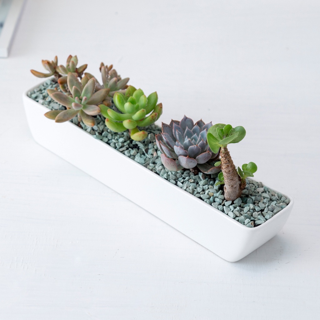 [28.2cmx6cmx4.5cm] Chậu trồng cây cảnh - Sen Đá - Xương Rồng - Hoa nhỏ (không bao gồm hoa)