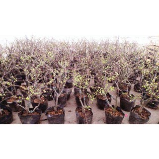 Cây Hoa Mai Đỏ Chơi Tết