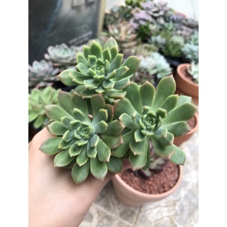 Sen đá Mặt trời size bầu