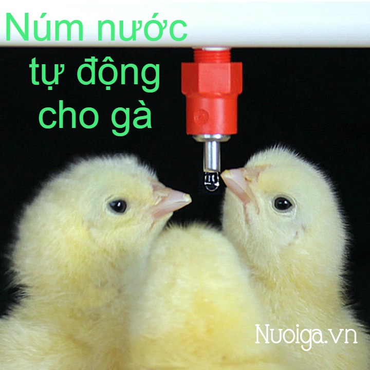 ComBo 50 Núm Nước Tự Động Cho Gà