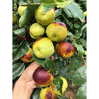 Giống Hồng Táo Trái To Khủng