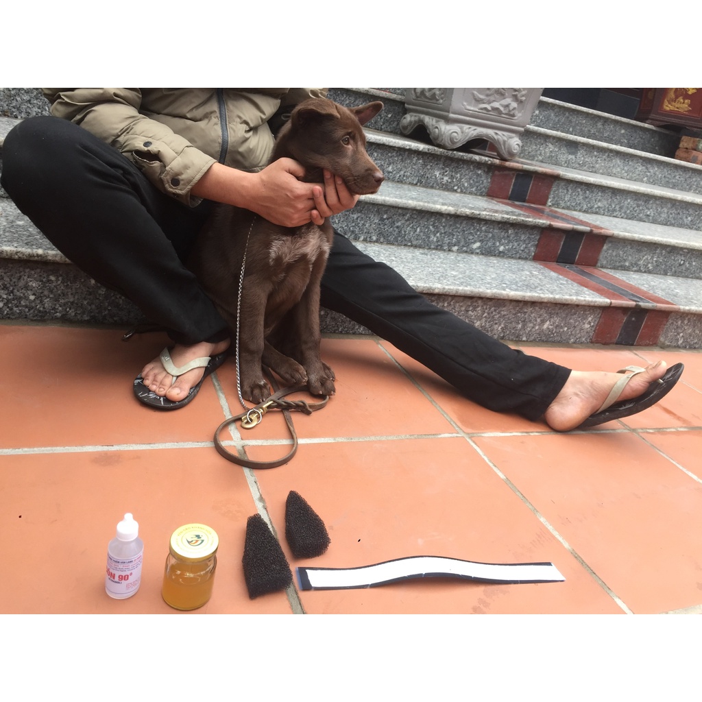 Bộ dán tai, nẹp tai, dựng tai cho mọi giống chó - Pet World Shop