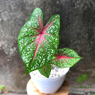 Củ cây Caladium Heart's Delight.[ Red Star]