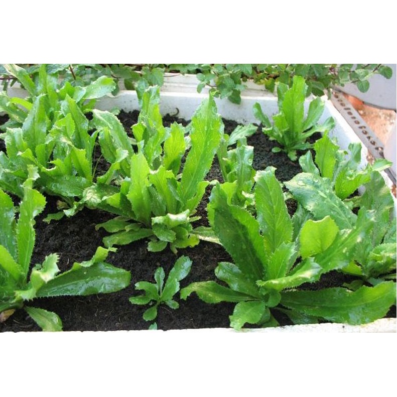 Hạt Giống Mùi Tàu F1 loại dễ trồng năng suất cao chống sâu bệnh