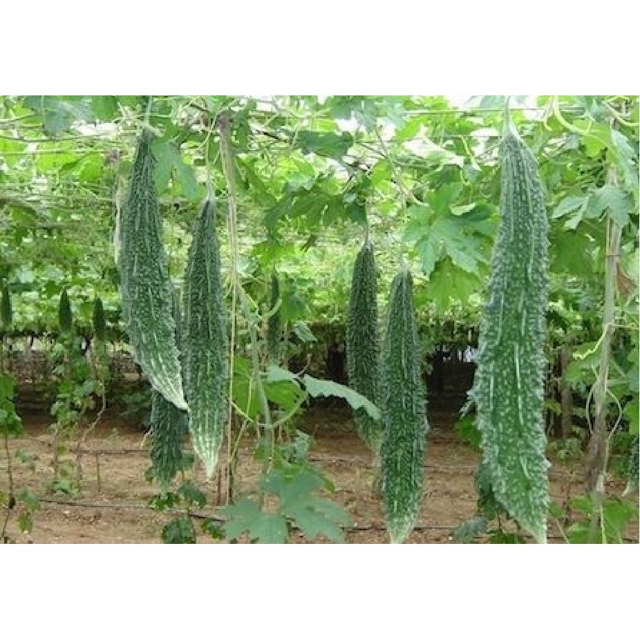 Hạt giống khổ qua gai xanh  1 gói 10 hạt