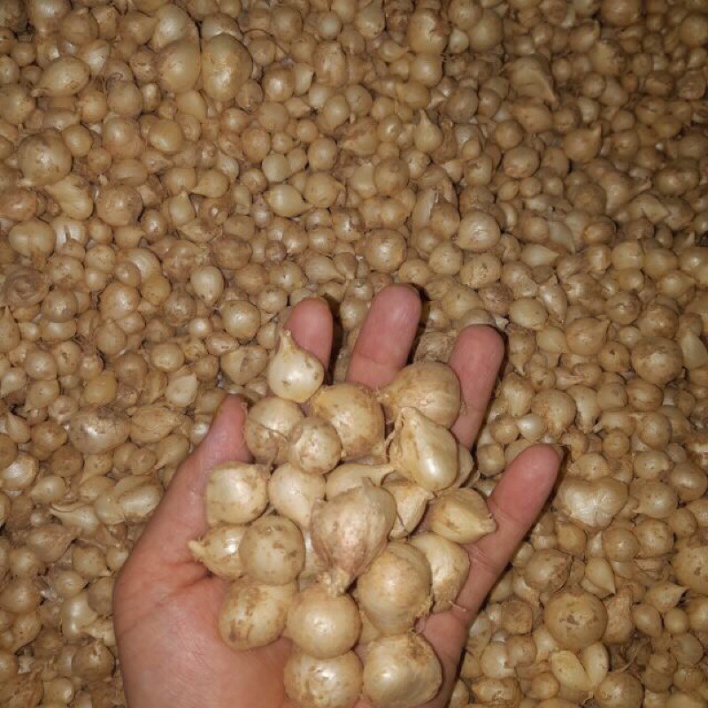 Củ nén, hành tăm Quảng Bình (1kg)