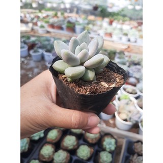 SEN ĐÁ SỎI TRẮNG🌵SIZE6CM🌵 💎 |FREESHIP| 🔥 XUẤT XỨ ĐÀ LẠT, ĐÃ THUẦN KHÍ HẬU, SIÊU KHOẺ ĐẸP 🔥LỖI 1 ĐỔI 1