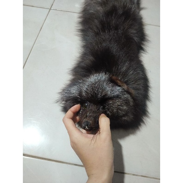 Khăn chồn nguyên con