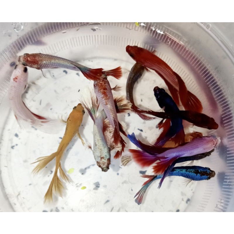 1Cặp BETTA trống mái size vừa tặng thức ăn giao ngẫu nhiên