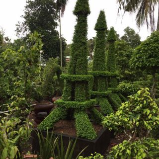 SIÊU VỌT ĐỌT RA RỄ MAI VÀNG HOA KIỂNG