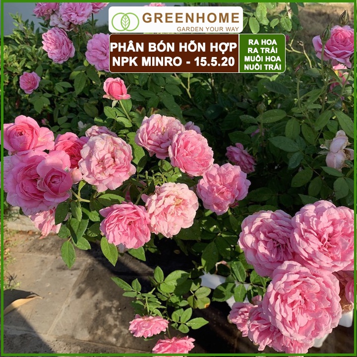 Bộ 2 Phân NPK 15-5-20 Minro, bao 200gr, phân bón kích ra hoa, đậu trái, nuôi hoa, nuôi trái |Greenhome