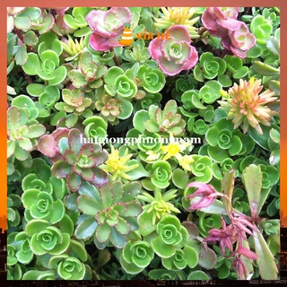 50H - HẠT GIỐNG SEN ĐÁ SEDUM