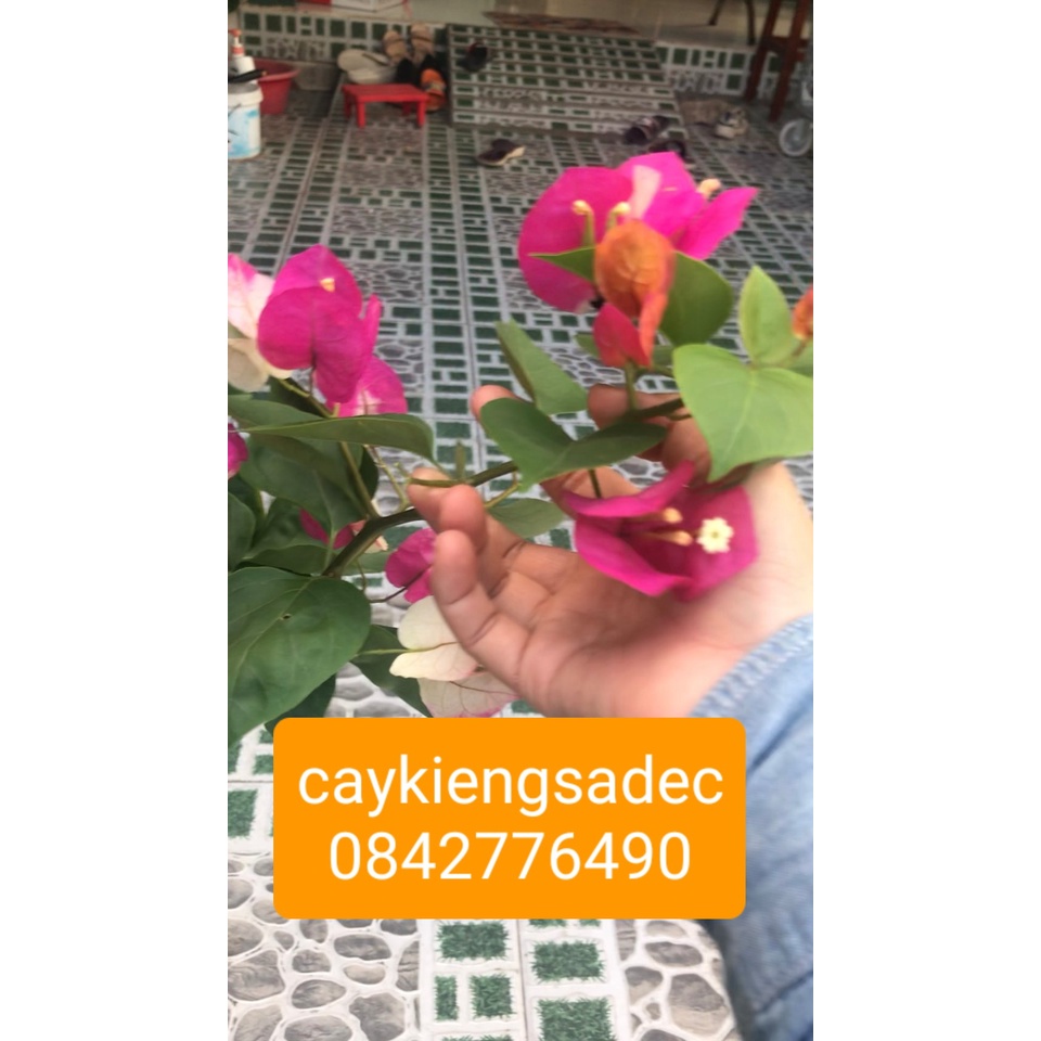 Caykiengsadec Giấy Ấn Độ +tặng phân bón-hoa kiểng lá-trang trí nội thất cảnh quan sân vườn ngoài trời
