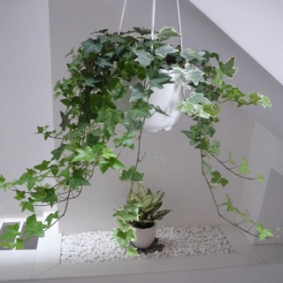 Cây thường xuân chậu nhựa treo