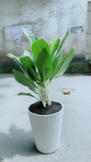 Chậu Cây Bạch Mã Hoàng Tử (chỉ giao hoả tốc)