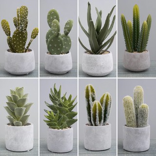 Chậu Cây Xương Rồng mini giả (Mẫu ngẫu nhiên) - F20Beauty - Phong cách hiện đại