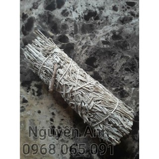 Bó Xô Thơm Xanh (Blue Sage) - Size tiêu chuẩn