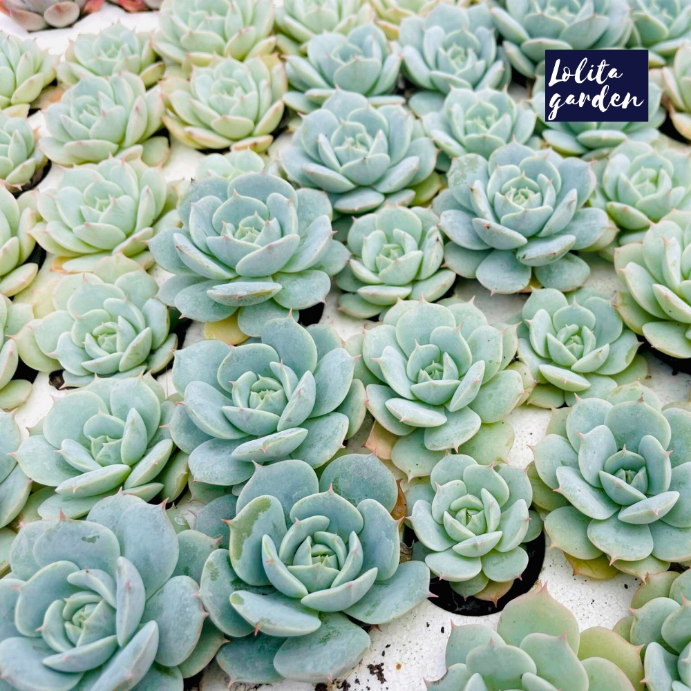 Sen đá búp bê Đà Lạt size mini cây cảnh trang trí nhà cửa Lolita garden