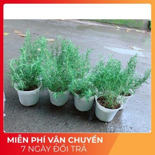 Hương Thảo (cao 40cm,ngang 20cm)