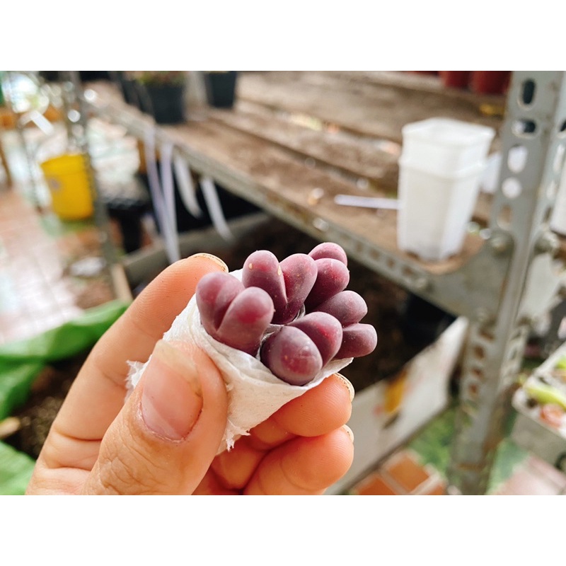 Sen đá lithops tím- mông tím