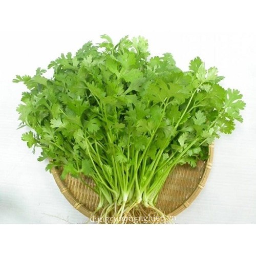 Hạt Giống Ngò Rí Rau Mùi  - Thơm ngon - MUA 3 TẶNG 1 CÙNG LOẠI