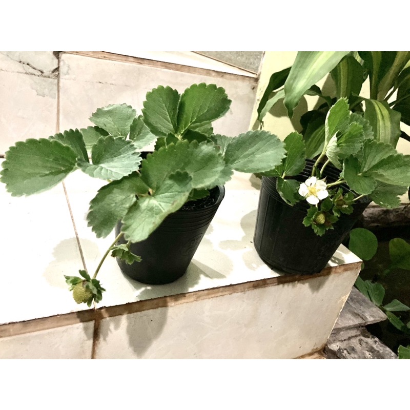 Dâu Tây Hana chịu nhiệt - chậu trồng cấy mô cây phát triển ổn định có hoa trái