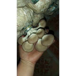 phôi nấm bào ngư xám