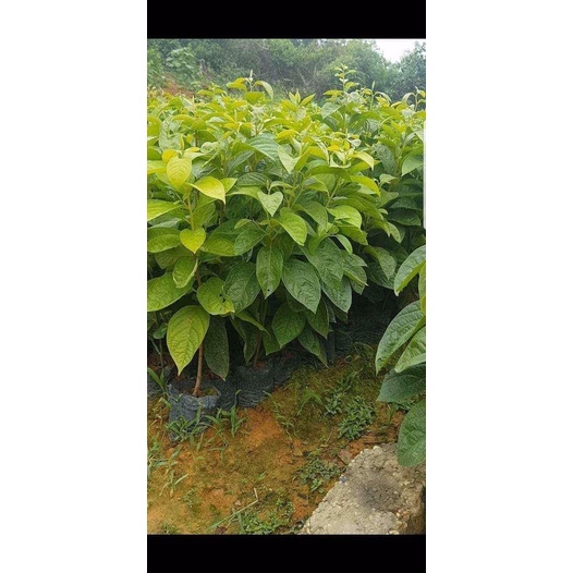 Cây hồng giòn Nhật Bản