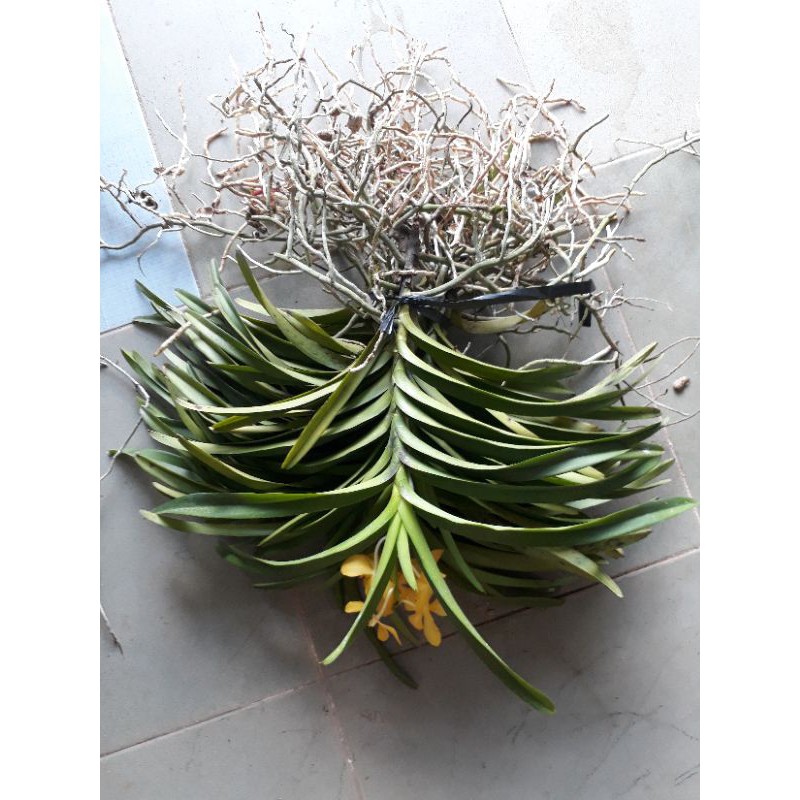 Combo 6 Cây Lan Mokara màu Vàng,Hồng,Tím,Cam,Đỏ,Trắng cao 20-30cm