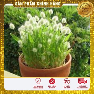 Bộ gói hạt giống Cỏ đuôi thỏ