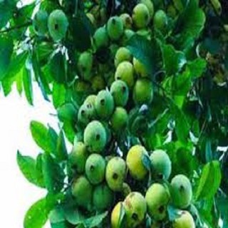 Cây giống cây quả dọc chua - cam kết giống chuẩn f1
