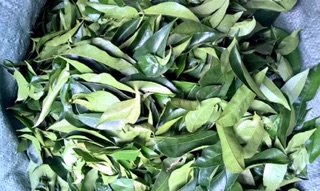 500gr Lá Móc Mật Tươi  - [ ĐẶC SẢN - QUÀ BIẾU ]