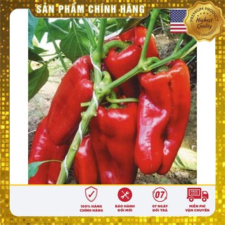 Gói 30 hạt giống ớt ngọt trái dài nhiều màu USA
